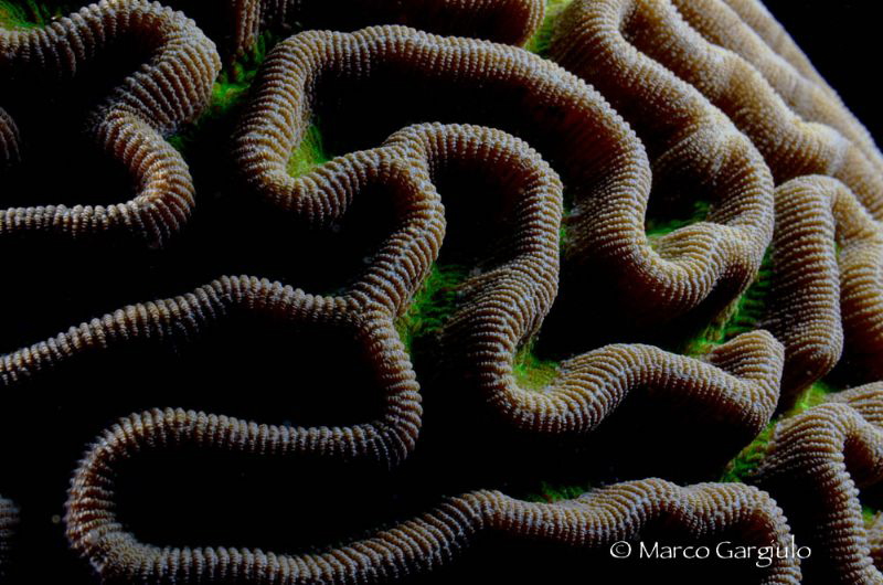 Brain coral by Marco Gargiulo 