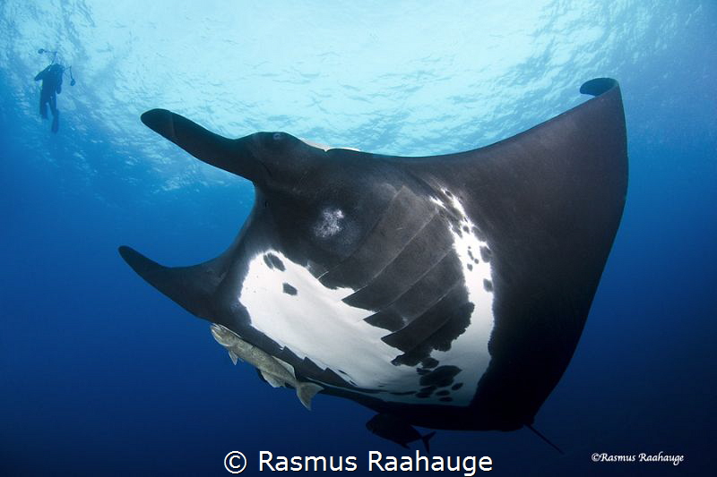 Giant Pacific Manta by Rasmus Raahauge 