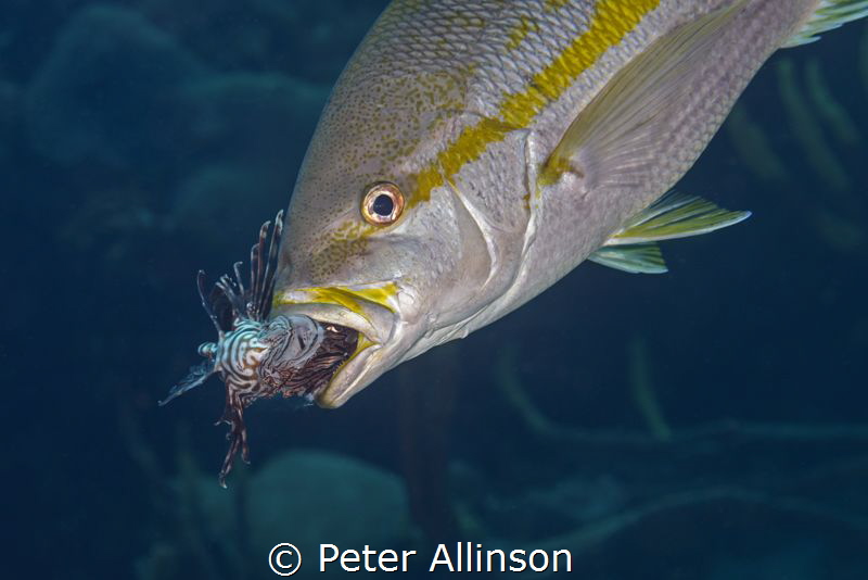How they manage the lionfish problem in Bonaire by Peter Allinson 