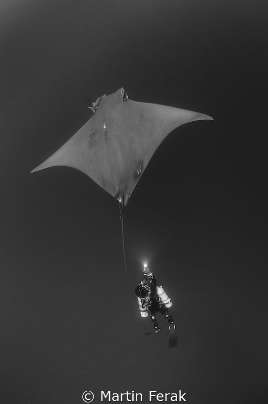 Mobula vs Diver, Azores by Martin Ferak 