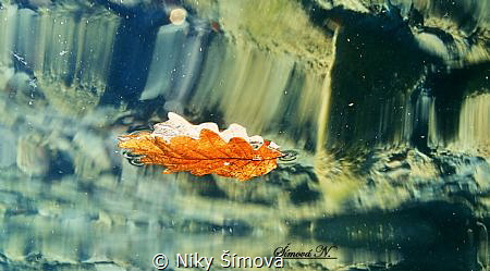 floating leaf by Niky Šímová 