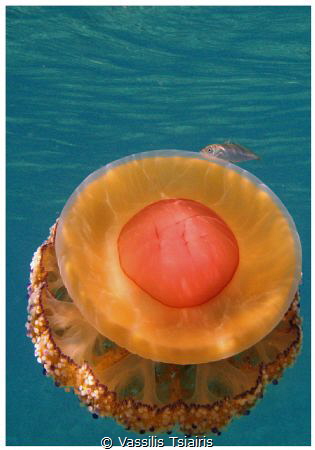 Jelly & fish by Vassilis Tsiairis 