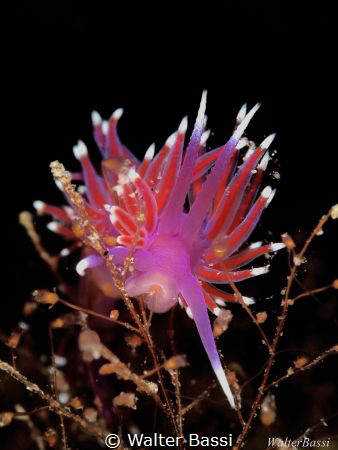 Flabellina pedata by Walter Bassi 