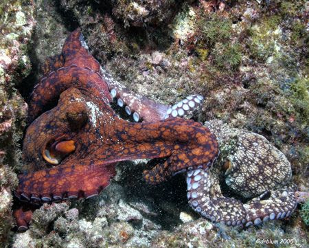 Locked in Conflict, Socorro Island, MX
Canon 20D, 10-22m... by Dan Blum 