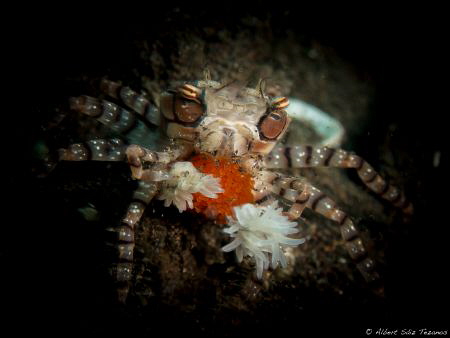 Mosaic Boxer Crab with eggs by Albert Sáiz Tezanos 