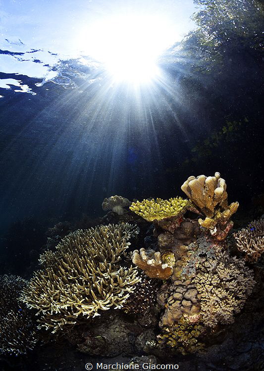 Raja Ampat .Mangrovie reef
Nikon D800E, 16mm Nikon, two ... by Marchione Giacomo 
