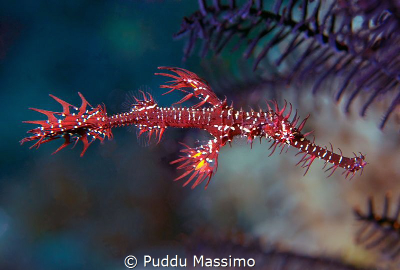 nikon D2x 60 mm micro by Puddu Massimo 