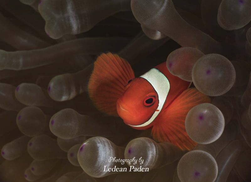 Just another day in the Ocean by Ledean Paden 