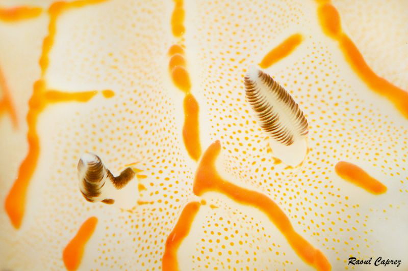 Halgerda baculusia rhinophores by Raoul Caprez 