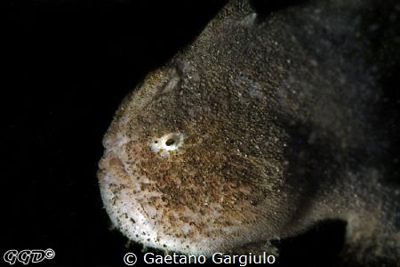 "Fade to black"... by Gaetano Gargiulo 