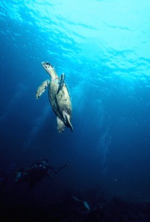 Leave me alone!!! Something Special Reef, Bonaire. Slide ... by Erich Reboucas 
