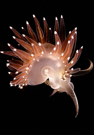 Fireworks...Nudi in Barkely Sound,B.C. Canada...D70 by Rand McMeins 