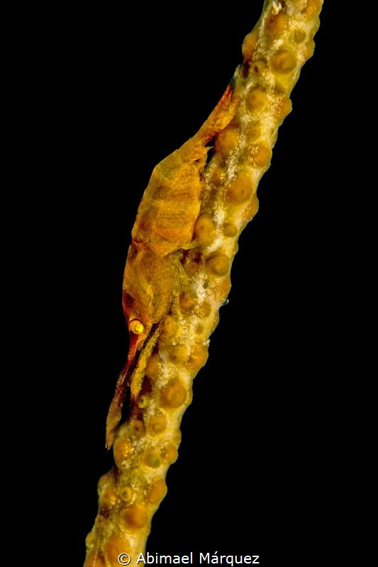Wire Coral Shrimp by Abimael Márquez 