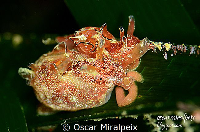 reproduction by Oscar Miralpeix 