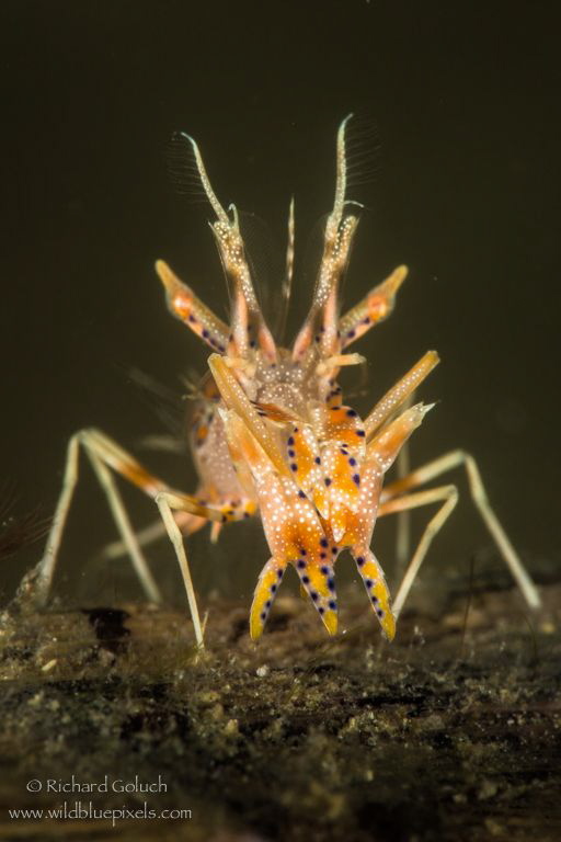 Spiny Tiger Shrimp-Lembeh by Richard Goluch 