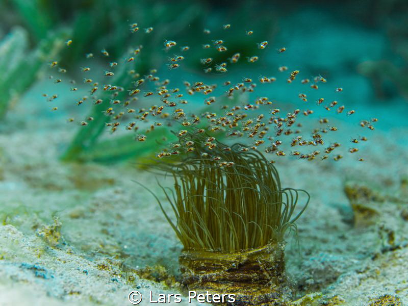 Swarming shrimps (Idiomysis tsurnamali) on top of a tube ... by Lars Peters 