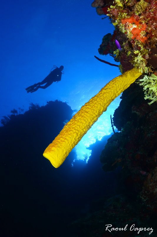 Yellow touch by Raoul Caprez 