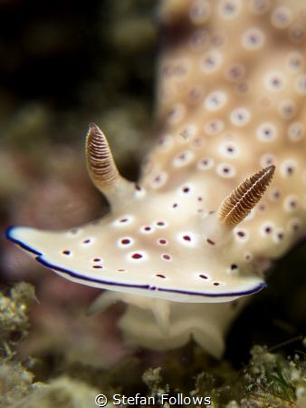 "A smile is a curve that sets everything straight." Phyll... by Stefan Follows 