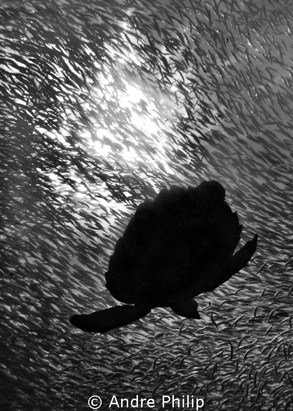 "In the Shadow" ...of many thousands sardines look this h... by Andre Philip 