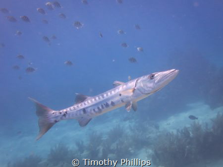 Baracuda, Florida Keys by Timothy Phillips 