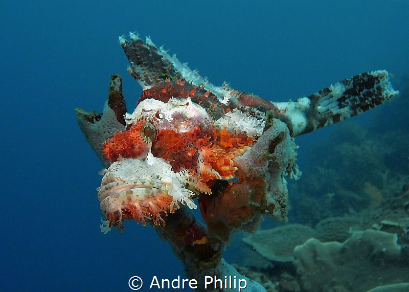 Like a bird on a tree - a Scorpionfish on the top of a sp... by Andre Philip 