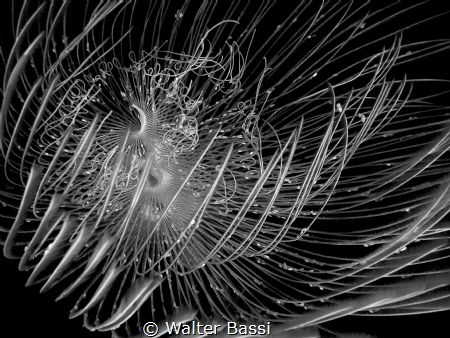 black and white by Walter Bassi 