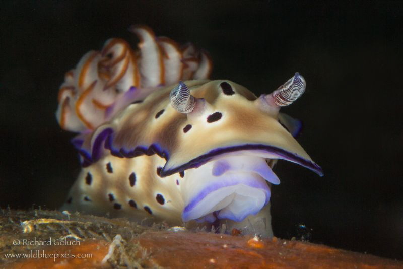Risbecia Tryoni-Lembeh by Richard Goluch 