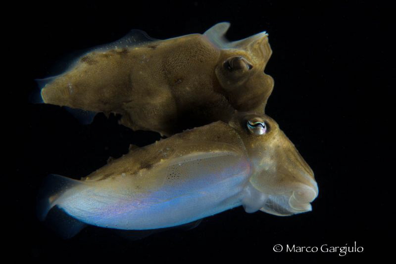 Cuttlefish reflection, night dive by Marco Gargiulo 