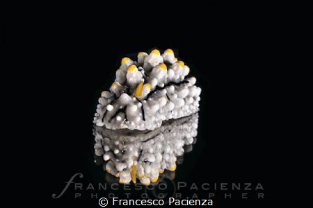 [:b:]Nudi[:/b:] by Francesco Pacienza 