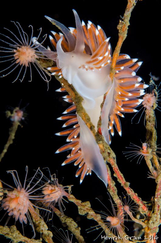 Feeding Flabelina by Henrik Gram Rasmussen 