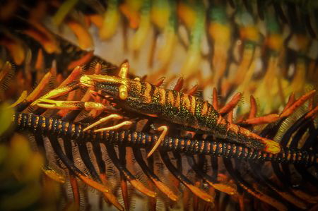 some small shrimp in a crinoid by Steven Miller 
