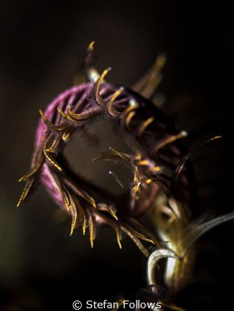 Didn't see the tiny juvenile fish inside the curl until i... by Stefan Follows 