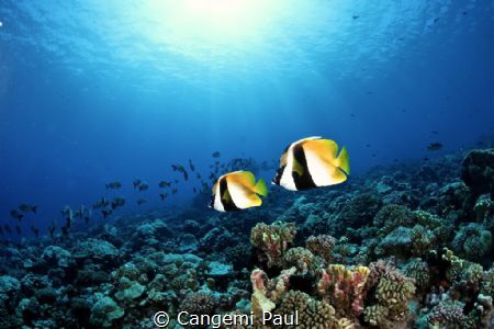 Fakarava coralreef by Cangemi Paul 