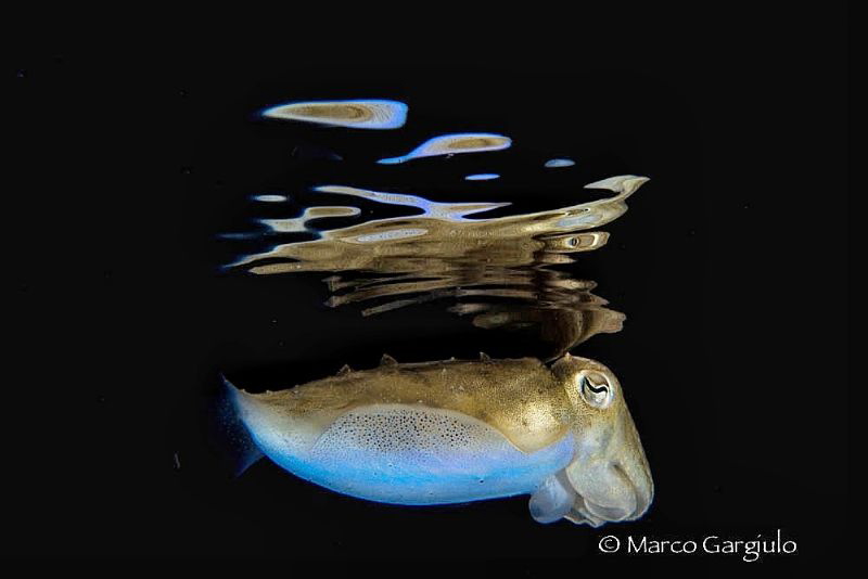 Surface reflection by Marco Gargiulo 