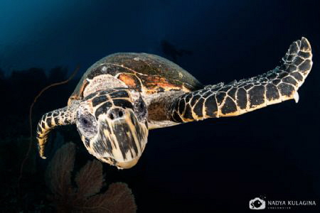 Whazzup??? by Nadya Kulagina 