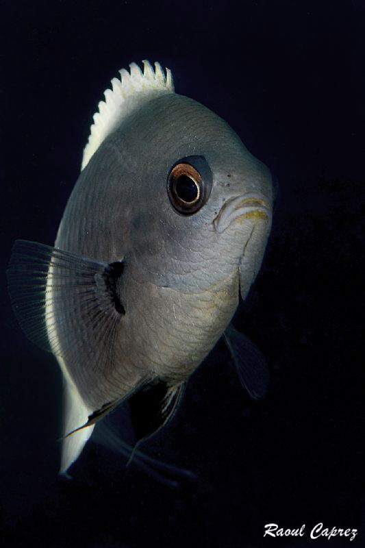 Luminous fins by Raoul Caprez 