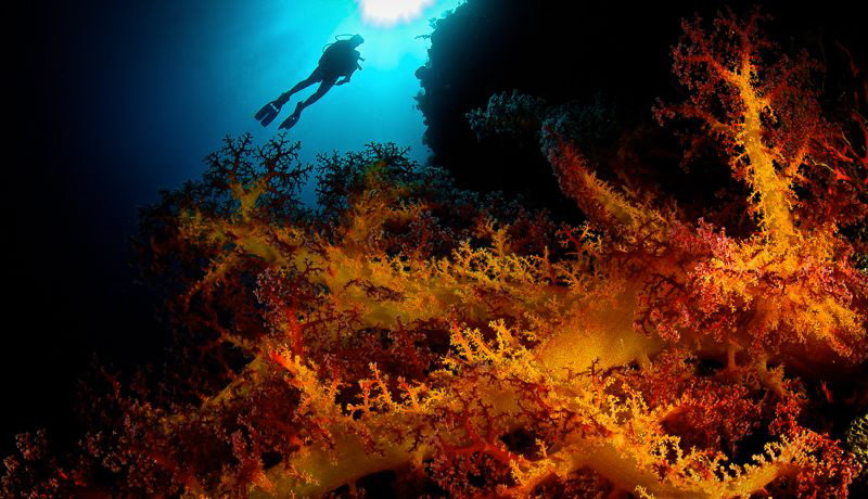 Big soft coral, small aperture, very close by Steven Miller 