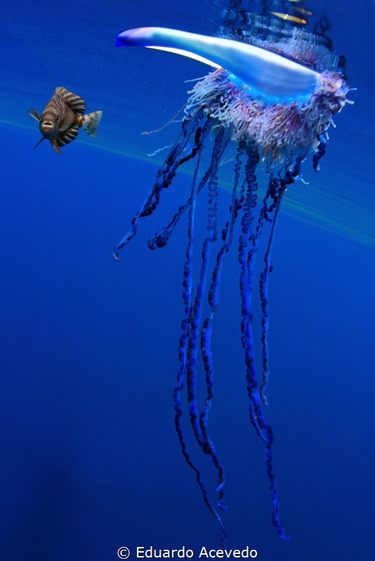 Fragata portuguesa open ocean. by Eduardo Acevedo 
