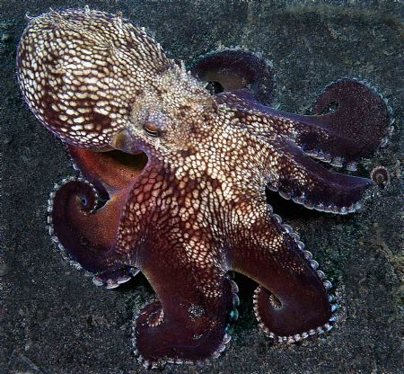 Octopus - Lembeh Cannon 10D. Took patience and a number o... by John M Akar 