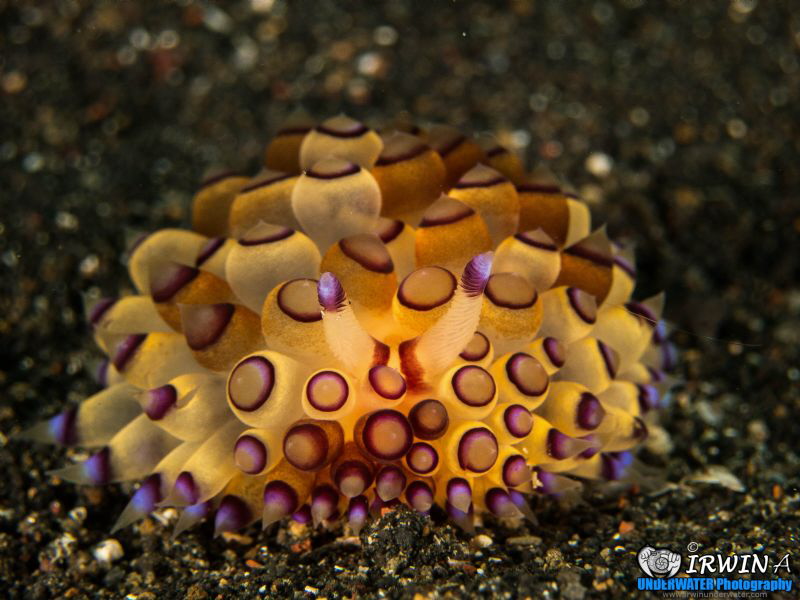 B E A U T Y
Nudibranch ( Janolus savinkini )
Lembeh Str... by Irwin Ang 