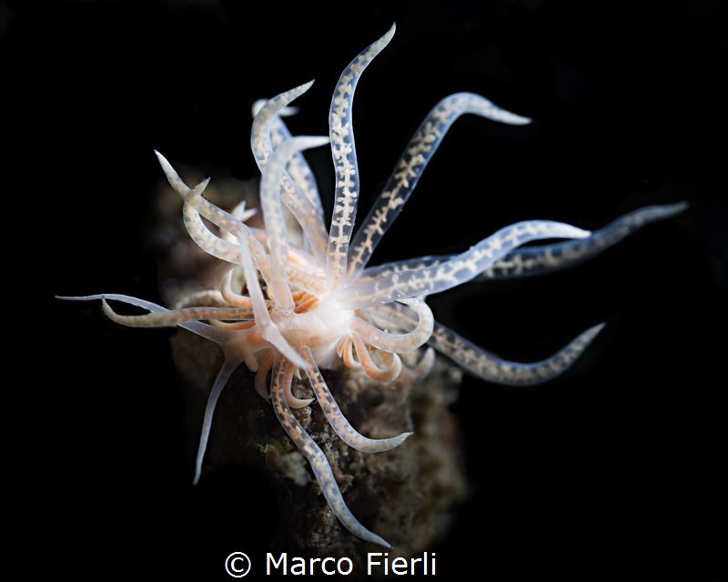 Phyllodesmium Longi-Cirrum, Juvenile
Solar Power Nudi :-) by Marco Fierli 