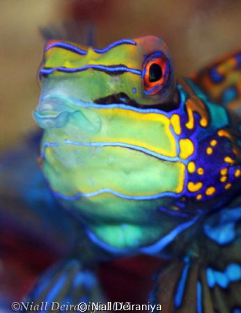 The Kissing Mandarin by Niall Deiraniya 