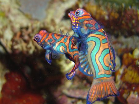 mating mandarinfishes manado kbr resort by Stewart Smith 