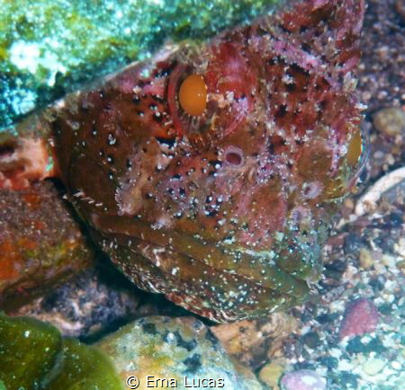 Peek-a-boo, scorpion fish in observation mode by Erna Lucas 