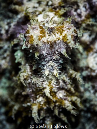 Just Blendin'. Coconut Octopus - Amphioctopus marginatus?... by Stefan Follows 