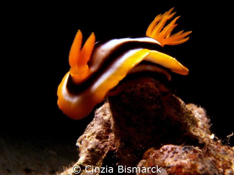 Chromodoris africana
Strobe, F-stop 10.4, Time exposure ... by Cinzia Bismarck 
