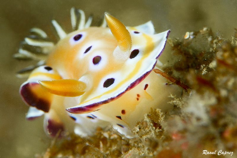 Chromodoris germina by Raoul Caprez 