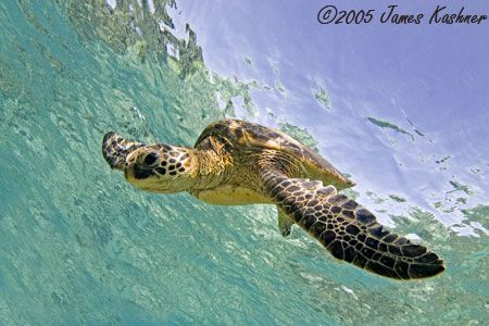Big Island Of Hawaii
12-24mm 
shallow water by James Kashner 