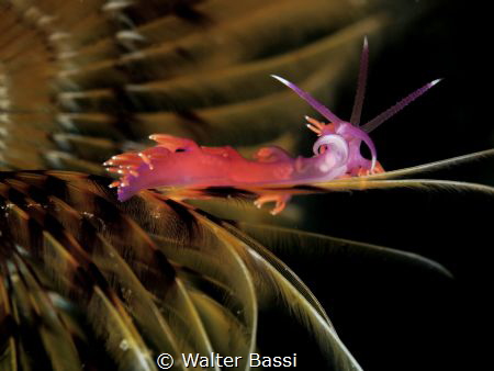 "relax" by Walter Bassi 