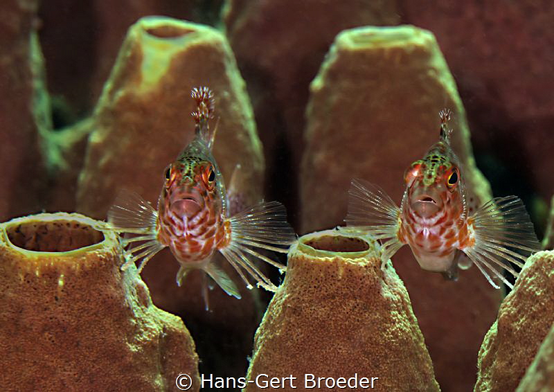Hawkfish
Soldiers protecting the castle
Nikon D 800, Mi... by Hans-Gert Broeder 